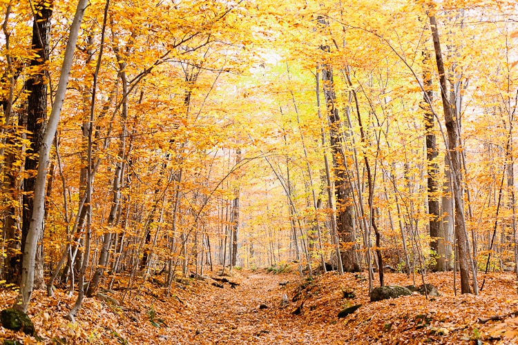 leaves change along a mountain path in Vermont