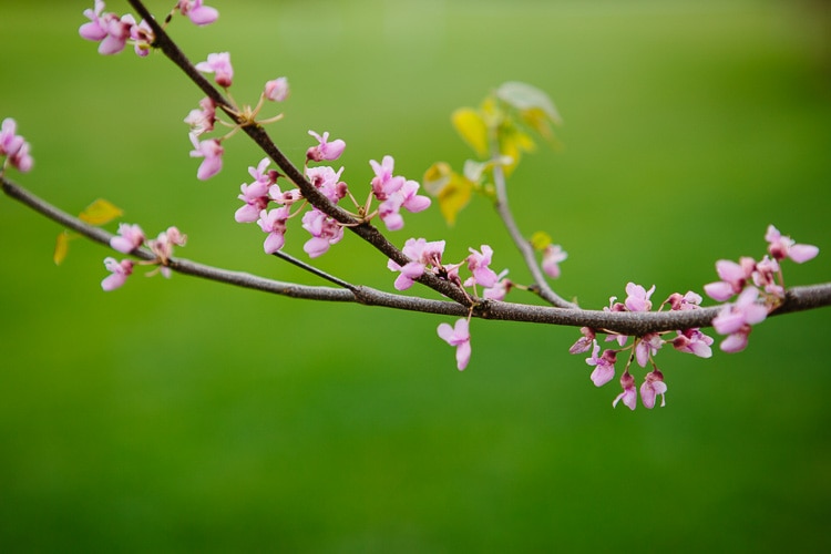 springtime flowering tree at Friendly Crossways retreat center