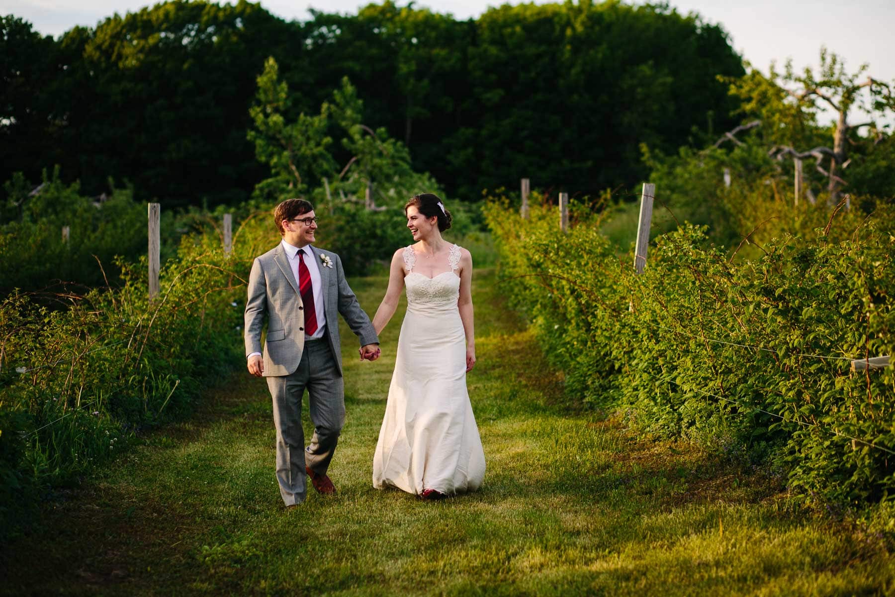 wedding portraits in the blueberry fields at Red Apple Farm, Phillipston, MA