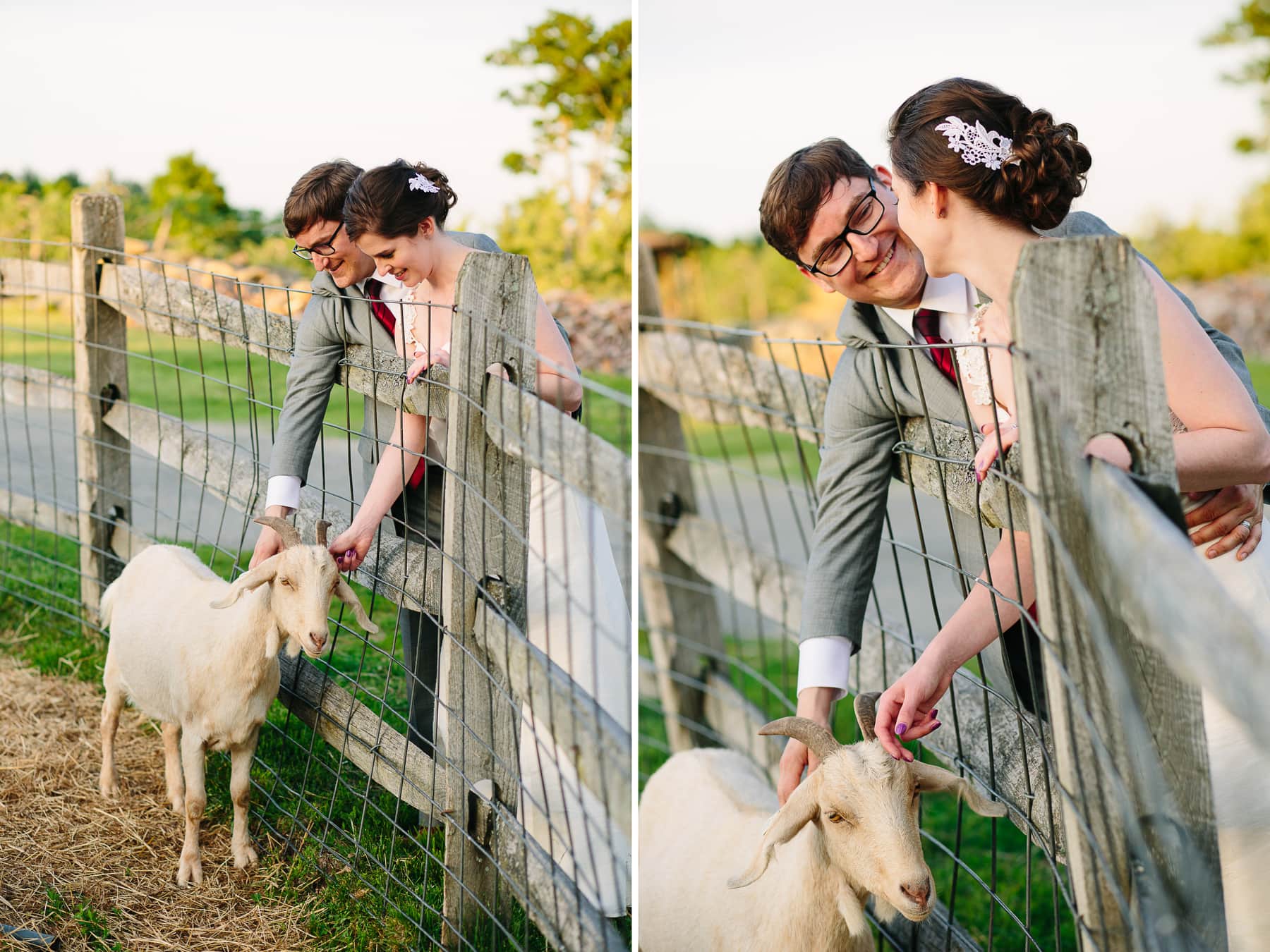 bride and groom pet a goat at Red Apple Farm, Phillipston, MA