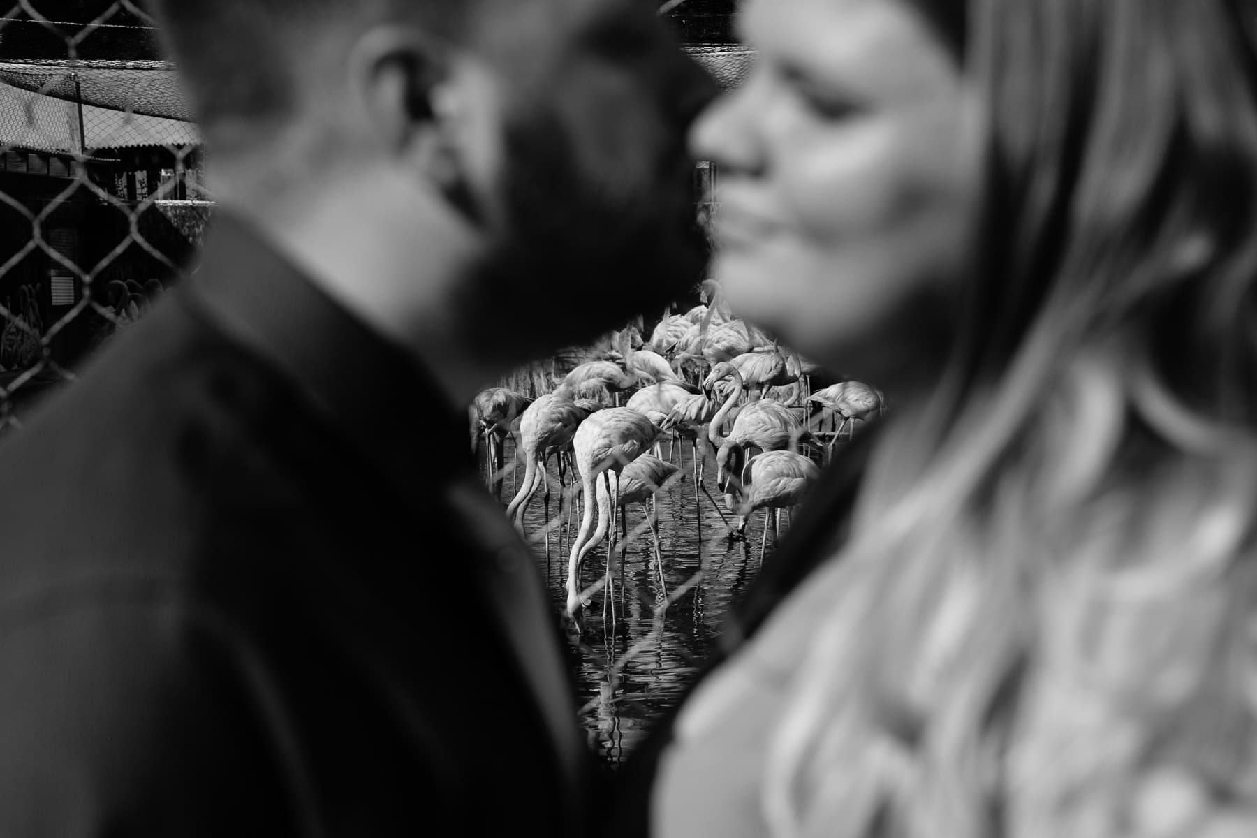 Ashlie and Matt's Stone Zoo engagement session in Stoneham, MA | Kelly Benvenuto Photography | Boston Wedding Photographer